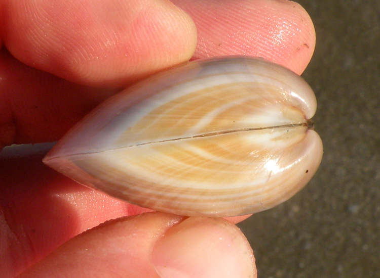 Molluschi delle spiagge adriatiche: Mactra stultorum